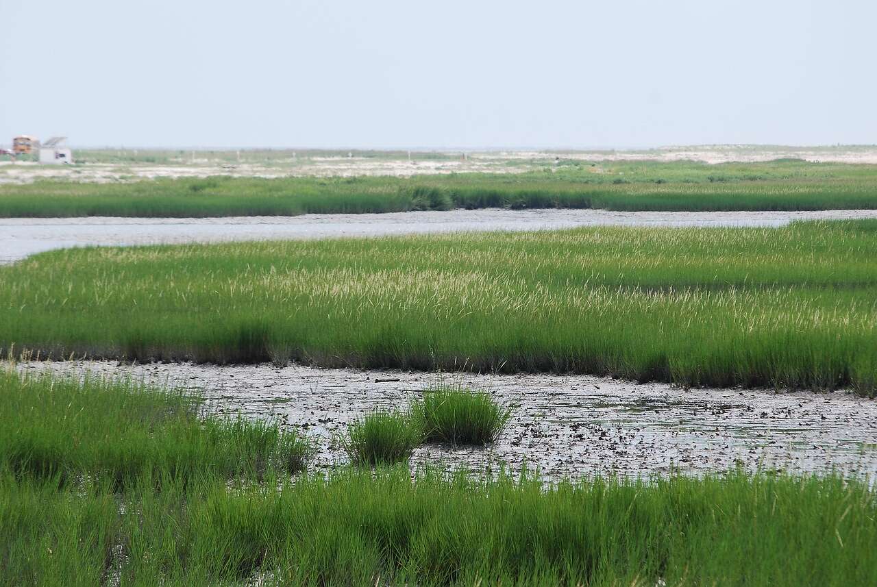 The shoreline of Galveston Bay with grass and shallow water