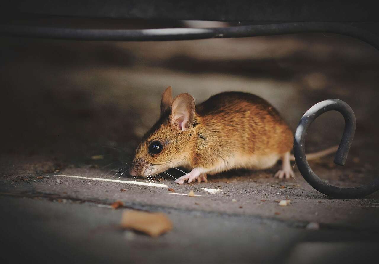 A house mouse on a floor indoors, close up