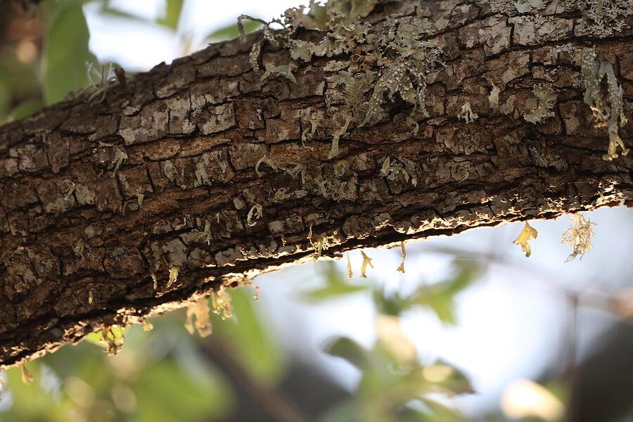 A live oak trunk with a low spreading limb