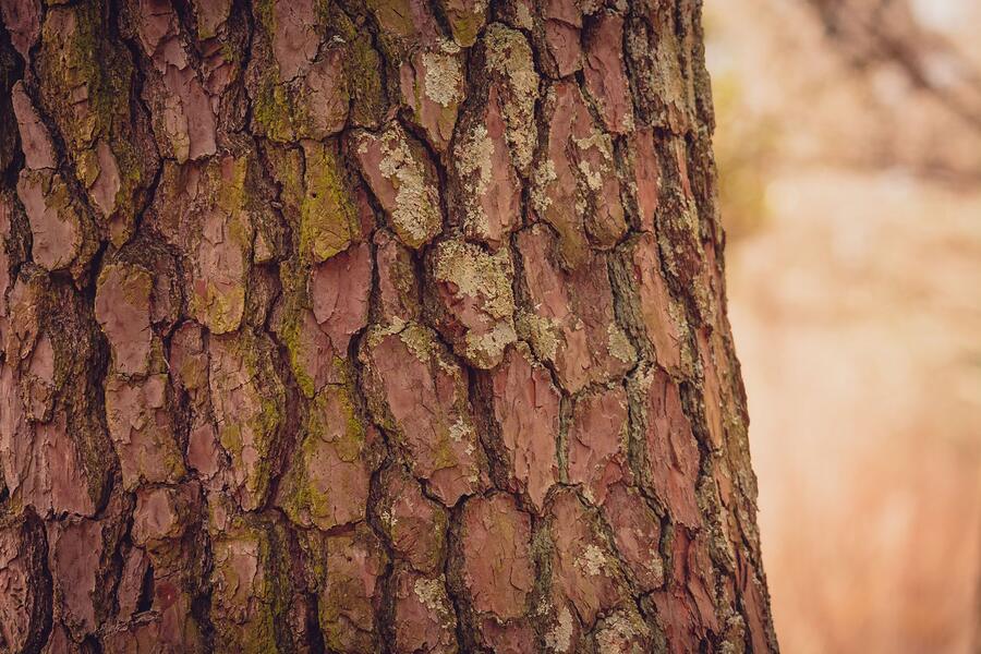 Pine bark close up, the climbing surface a roof rat uses