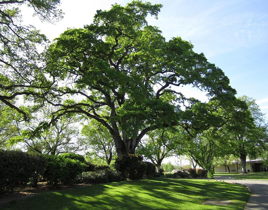 Mature live oak limbs spreading over a residential street