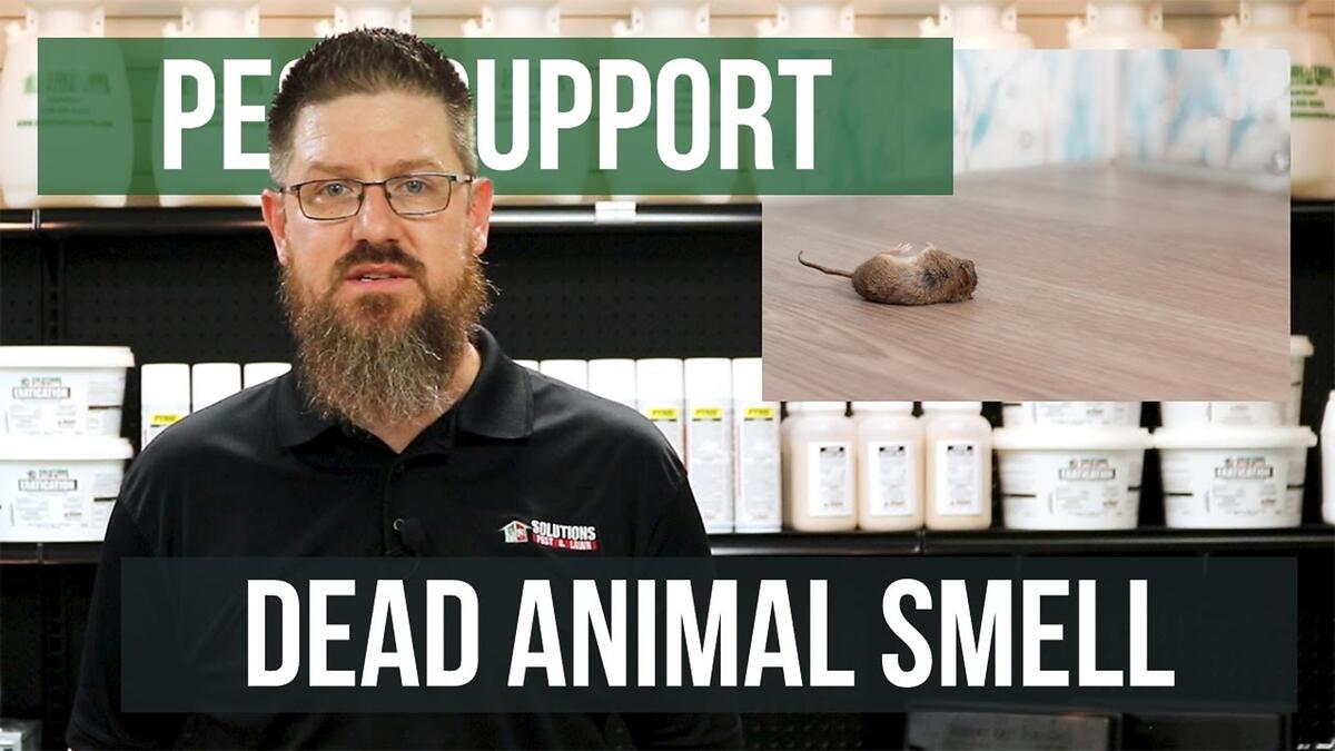Video preview: How do I get rid of dead animal smells?