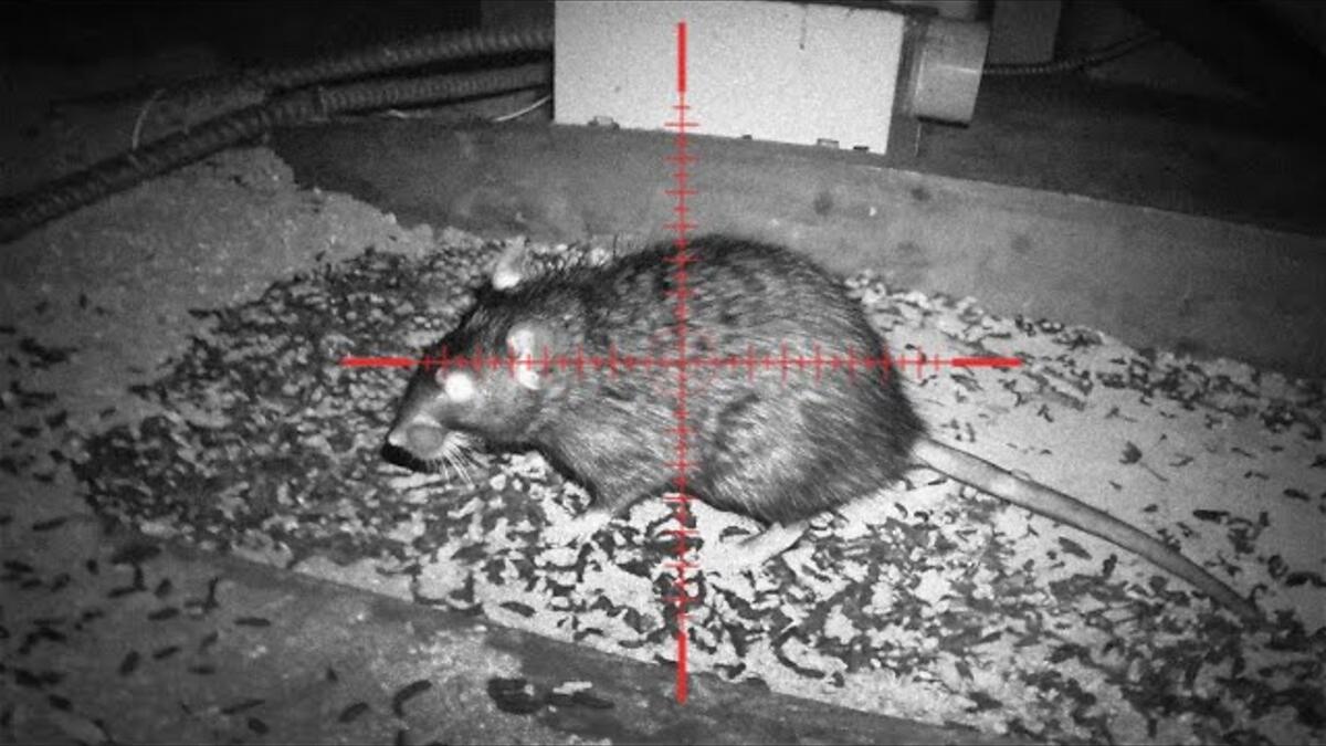 Video preview: The fastest way to get rid of roof and sewer rats