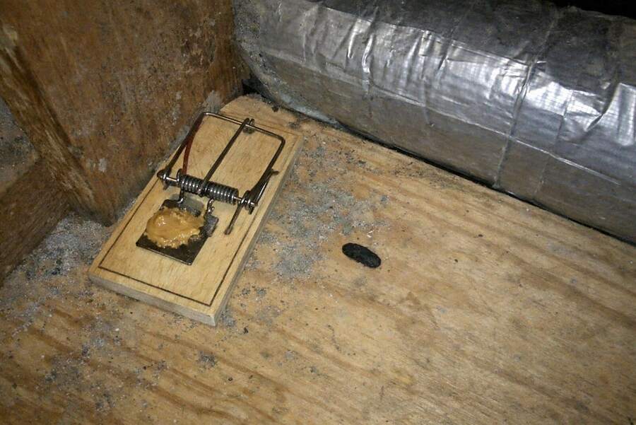 A baited wooden snap trap set on a plank